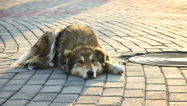 Пользователи соцсетей выступили против отстрела бездомных животных в Кыргызстане
