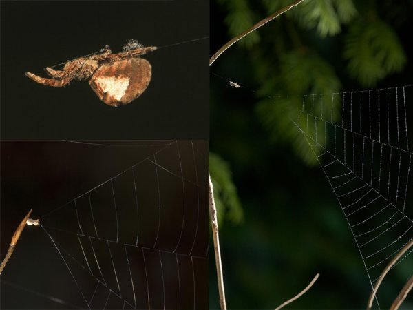 ����: knews.kg