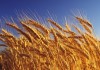 Средняя розничная цена на пшеничную муку остается на почти рекордном уровне — на 13 % выше аналогичного периода 2014 года