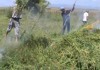 В Иссык-Кульской области за один день уничтожено около 18 тонн конопли