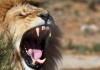 Иностранец застрелил на львином сафари символ Зимбабве