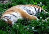 На место гибели тигренка под Хабаровском, вероятно, приходила его мать