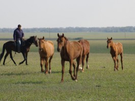 Кыргызстанец пытался незаконно перегнать 5 лошадей в Казахстан