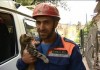 В Дагестане спасли породистого кота, неделю просидевшего на дереве без еды и воды