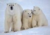 Белые медведи осаждают безоружных девушек на метеостанции НАО
