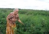 В Чуйской области пенсионерка вырастила 1,5 тыс. кустов конопли