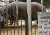 В Тбилиси открылся пострадавший от наводнения зоопарк