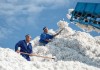 Доля Узбекистана в мировом экспорте хлопка составит 7%