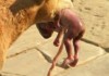 В Бразилии собака нашла новорожденного в куче мусора и спасла его