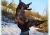 Издевавшегося над ослом в Казахстане парня задержали