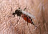 В США  вывели комаров, устойчивых к малярии