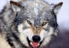 В Нарыне волк напал на людей