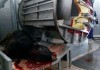 В Лебединовке запустили убойный цех. Он позволит экспортировать отечественное мясо за границу