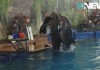 Удивительное шоу дельфинов в Бишкеке