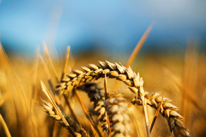 В Кыргызстане собрали более 880 тысяч тонн пшеницы