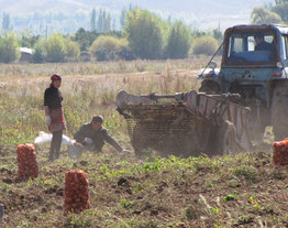 В Кыргызстане планируют собрать больше урожая, чем в прошлом году