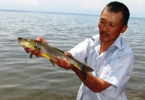 На Иссык-Куле восстанавливают популяцию исчезающих рыб