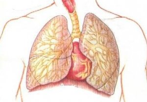 Болезни органов дыхания занимают первое место в структуре детской заболеваемости