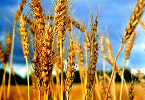 Госкомиссия по сортоиспытанию ведет переговоры с иностранными компаниями о поставках семян в Кыргызстан