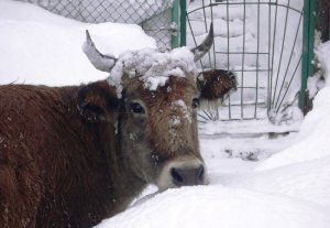 Сотрудники Погранвойск Кыргызстана пресекли попытку незаконного перегона скота в Казахстан