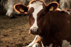 Нелегальный ввоз скота из Кыргызстана вызвал вспышку ящура в Южном Казахстане