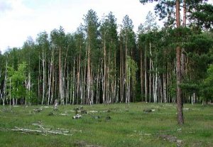 В Бишкеке обсуждают реформу лесного хозяйства Кыргызстана