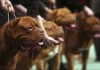 В Бишкеке пройдет Национальная выставка собак