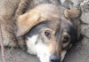 В Бишкеке пройдет ярмарка в поддержку бездомных животных