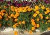 В Бишкеке будут высажены цветы на клумбах общей площадью почти 4 гектара