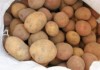 В 2012 году в Кыргызстане планируется сократить посевные площади под картофель
