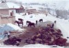 Общее количество погибшего скота в Кыргызстане составило более 18 тысяч голов