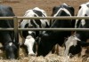 Чтобы улучшить породы скота в Кыргызстане будет построен Генетический центр