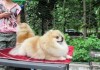 В Бишкеке состоялась Национальная выставка собак «Золото востока-2012» (Видео)