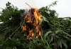 В Бишкеке собрали и сожгли полторы тысячи кустов дикорастущей конопли