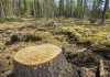 Пользователи «Дизеля» обеспокоены вырубкой лесов в Иссык-Кульской области