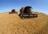В Кыргызстане на 230 тысяч тонн уменьшился валовой сбор зерновых культур