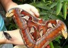 Кыргызстанцы смогут увидеть самую большую в мире бабочку