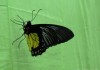 Впервые в Бишкеке пройдет выставка живых тропических бабочек
