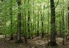 ФАО: В Кыргызстане площадь лесов составляет всего 5,6 % территории