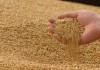 Минсельхоз пока не закупил пшеницу для Госматрезерва