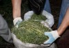 За последнюю неделю октября сотрудниками органов внутренних дел изъято более 9 килограммов марихуаны