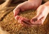 В Кыргызстан поступили первые 5 тысяч тонн гуманитарной пшеницы из России