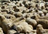 В Кара-Бууринском районе с горы сорвалось стадо овец