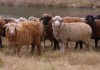 В Джалал-Абадской области проверяют овец на оспу