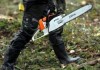 С 2003 года от вырубки ореховых деревьев государству нанесен ущерб почти в 6 миллионов сомов