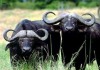 В Кыргызстан продолжают ввозить мясо буйвола из Индии