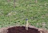 В Кыргызстане планируют посадить новые сорта ореховых деревьев