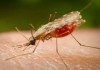 За 5 месяцев 2013 года в Бишкеке зарегистрировано 3 завозных случая малярии