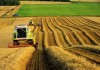 Минсельхоз прогнозирует урожай пшеницы в Кыргызстане в этом году — 900 тыс. тонн