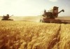 В Кыргызстане установлена закупочная цена на пшеницу